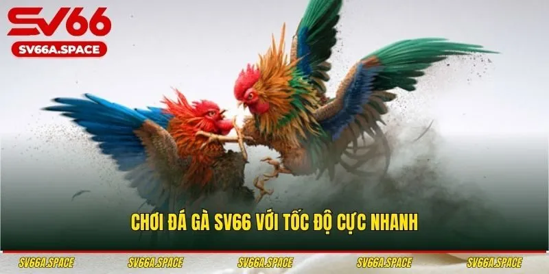 Chơi đá gà SV66 với tốc độ cực nhanh