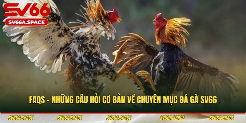 FAQs - Những câu hỏi cơ bản về chuyên mục đá gà SV66