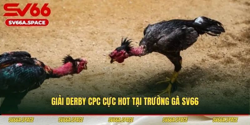 Giải Derby CPC cực hot tại trường gà SV66