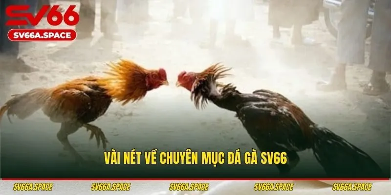 Vài nét về chuyên mục đá gà SV66